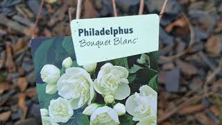 planting philadelphus bouquet blanc [upl. by Holder]