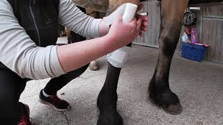 How to bandage a horses knee [upl. by Aehsal]