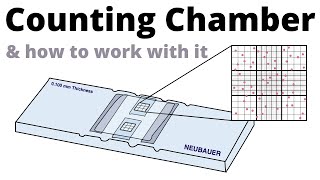 How to count cells with the Neubauer Counting Chamber [upl. by Nnyllatsyrc]