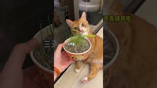 能吃猫草还喂什么化毛膏！！！猫草 科学养宠攻略 猫吃草 吃货猫 快赶紧拿给猫猫吃吧 [upl. by Onitsuaf]