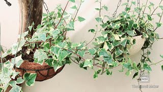 4 simple tips to save English Ivy Hedera Helix in summers [upl. by Janeen406]