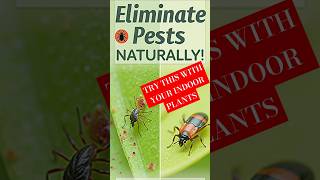 4 INCREDIBLE Ways to ELIMINATE Indoor Plant Pests Naturally 🌿 shorts natural [upl. by Meenen]