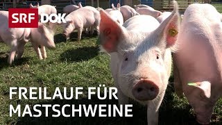 Wie ein Schweinemäster die Tierhaltung verbessern will  Reportage  SRF [upl. by Humble871]