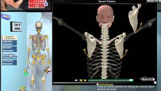 How Scapular Movement Works 3D Anatomy amp Diagrams [upl. by Lehcar]