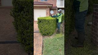 hedgetrimming gardening diy davidsmowingsydney explore reels fyp asmr foryou trimmer gym [upl. by Sib298]