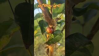 Jaboticaba fruit is set in our Ramanujans garden plinia cauliflora myrtaceae exoticfruitplants [upl. by Bouzoun]