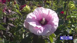 My Maine Gardens Hibiscus [upl. by Ahseinod102]