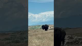 Antelope Island is home to freeranging Bison and other animals bison utah antelopes [upl. by Schlessel]