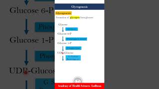 Glycogenesis formation of glycogen from glucose [upl. by Siduhey]