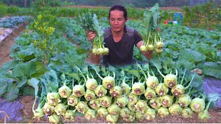 A lifetime of kohlrabi from planting to harvest [upl. by Eldin]