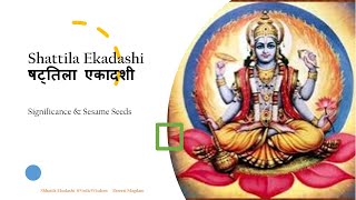 Shattila Ekadashi Why Sesame and ekadashi  एकादशी षटतिला एकादशी तिल और एकादशी [upl. by Ynaffet201]