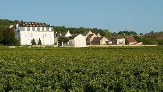 JT spécial vendanges 2014 sur France 3 Bourgogne [upl. by Meelas]