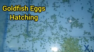 Goldfish eggs Start Hatching ll New goldfish Fry ll Goldfish breeding day 3 [upl. by Huesman]