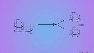 09 Trehalose vs glucose [upl. by Monique]