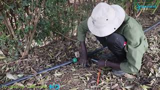 How to install a Rain hose irrigation system [upl. by Fernald]