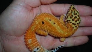 How to handle your leopard gecko [upl. by Ruscher]