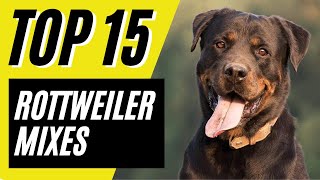 15 AWESOME Rottweiler Mixes  Dogs Mixed with Rottweilers  Rottie Mixes [upl. by Cleary]