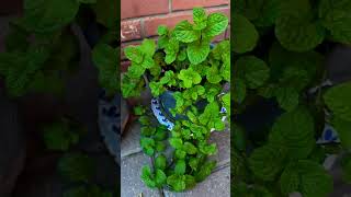 MOSQUITO REPELLENT Citronella Plant and My Pepper and Mint Plants [upl. by Rhines]