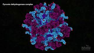 Pyruvate Dehydrogenase  HHMI BioInteractive Video [upl. by Bocoj577]