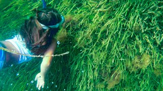 SCALLOPING IN CRYSTAL RIVER FLORIDA WITH THE KIDS catchandcook [upl. by Tearle]