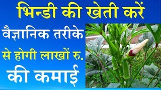 भिन्डी की खेती करें वैज्ञानिक तरीके से होगी लाखों रु की कमाई  Lady finger Farming Technique [upl. by Annekahs133]