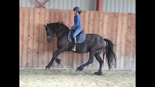 The story of Elsje with sad news Friesian horses [upl. by Mccullough]