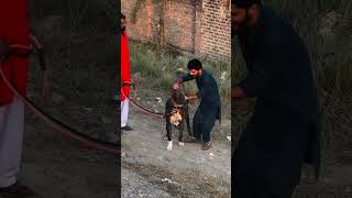 Jogi The big Beast in the Pakistan doglover bullydogbreed bullybreed [upl. by Lolanthe997]