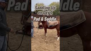 🌟SUBSCRIBE MankinsPerformanceHorses coltstarting riding horses fyp saddle horsevideo pad [upl. by Farrow]