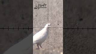 Feral Pigeon Brain Blown Out  Sky Rat Pest Control [upl. by Aggy160]