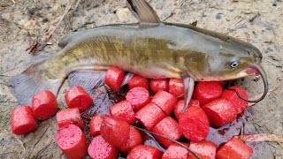 Fishing with Homemade Catfish Bait  catching bullheads from shore [upl. by Enelia30]