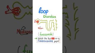 Loop Diuretics  Kidney  Pharmacology physiology anatomy biology nurse doctor mbbs science [upl. by Atirat]