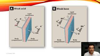 Passage of Drugs Across Membrane Barriers  Drug Transport Mechanisms  General Pharmacology [upl. by Amiel]