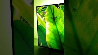 Best Ambilight Settings for Philips 2024 smarttv [upl. by Janelle]