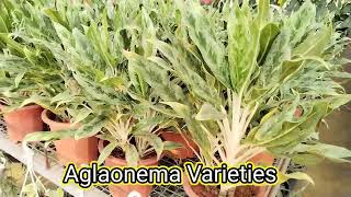 Aglaonema Varieties [upl. by Mayberry888]