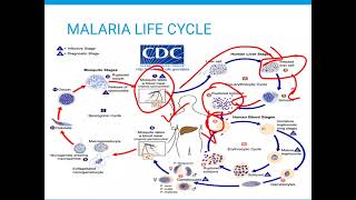 MALARIA LIFE CYCLE [upl. by Ybok]