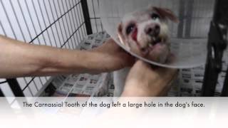 Final Video Carnassial Tooth Abcess in a 13yearold Dog [upl. by Rosel]