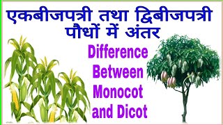 एकबीजपत्री तथा द्विबीजपत्री पौधों में अंतर  Difference between Monocotyledonous and Dicotyledonous [upl. by Yrocaj]