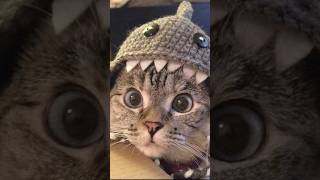 What Are Tabby Cats pets cat animalshorts tabbycat [upl. by Gombosi]