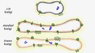 protein post translational modification [upl. by Ettolrahs160]