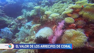 Arrecifes de coral y las millones de razones para preservarlos [upl. by Notwal]