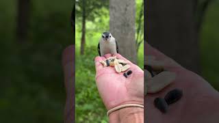 The upside down bird the nuthatch 😊 [upl. by Sophie]