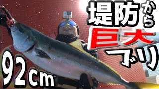 堤防からルアーで超巨大ブリが釣れた！ライトショアジギング [upl. by Ojadnama]