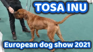 Tosa Inu European dog show 2021  2nd day  Budapest Hungary [upl. by Borer629]