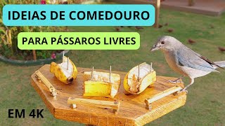 Vídeo em 4K de pássaros no comedouro com frutas [upl. by Haididej]