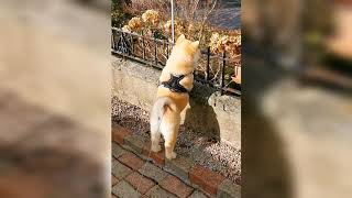 Walking in the park with Minie Chowski Chow chow Husky Mix [upl. by Ecnadnak]