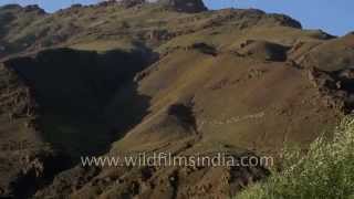 Mount Tololing from Kargil War Memorial [upl. by Hayman]