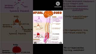 Spinal cord and their function spinal cord anatomy science biology psychology body structure [upl. by Anuahsed]