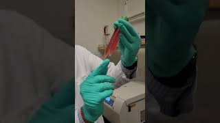 session 14 cell culture procedure 2160p [upl. by Thorstein908]