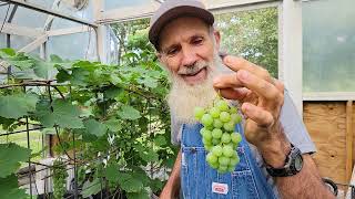 Growing seedless GRAPES in a High Tunnel [upl. by Irisa]