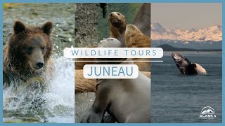 Amazing Wildlife Excursions in Juneau Alaska [upl. by Yojenitsirk]